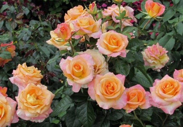 Как посадить и вырастить чайно-гибридные розы на даче