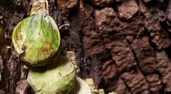 Хранение капусты до весны: лучшие способы и сорта для дома 8 Капуста подвешена за кочерыжки под потолком погреба