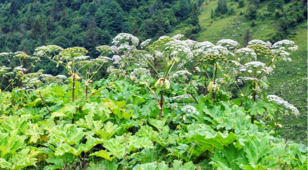 Борьба с борщевиком: эффективные методы и первая помощь 3 Густые заросли борщевика Сосновского