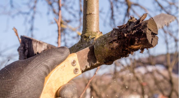 Осенний уход за яблоней после урожая: подкормка и обрезка 6 Санитарная обрезка яблони