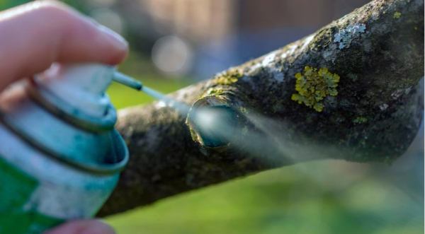 Осенний уход за яблоней после урожая: подкормка и обрезка 4 Обработка ствола яблони