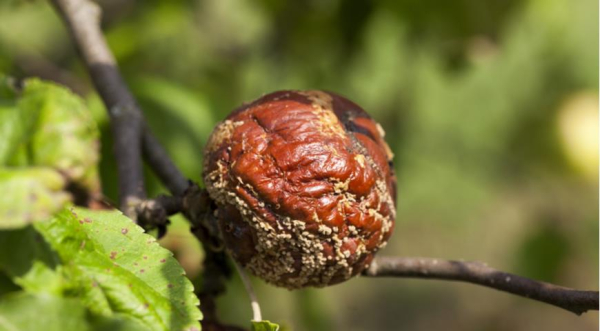 Осенний уход за яблоней после урожая: подкормка и обрезка 2 Гнилые плоды на яблоне