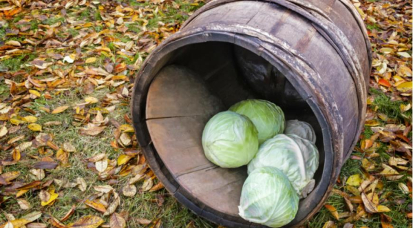 Хранение капусты до весны: лучшие способы и сорта для дома 2 Выбор плотного и тяжелого кочана капусты для долгого хранения