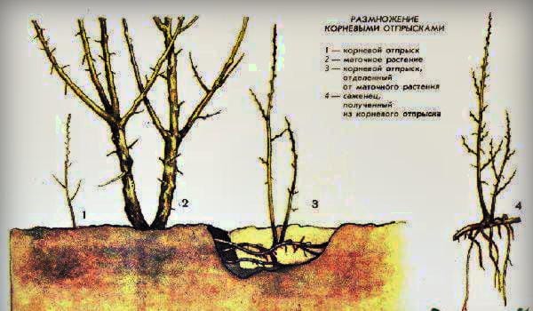 Заготовка поросли для размножения деревьев