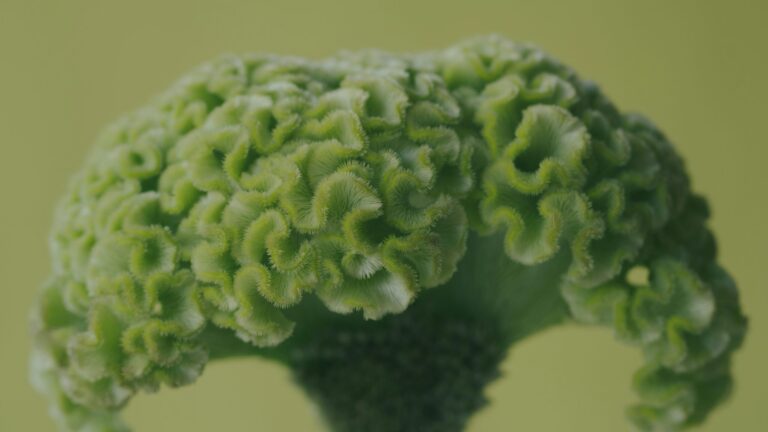 A close up of a piece of broccoli