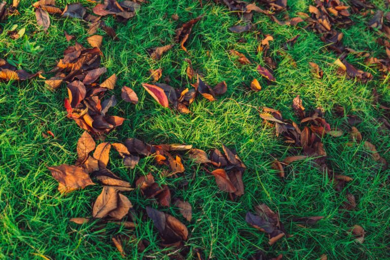 Осеннее удобрение для газона: полное руководство по подготовке к зиме 3 A patch of grass that has fallen leaves on it