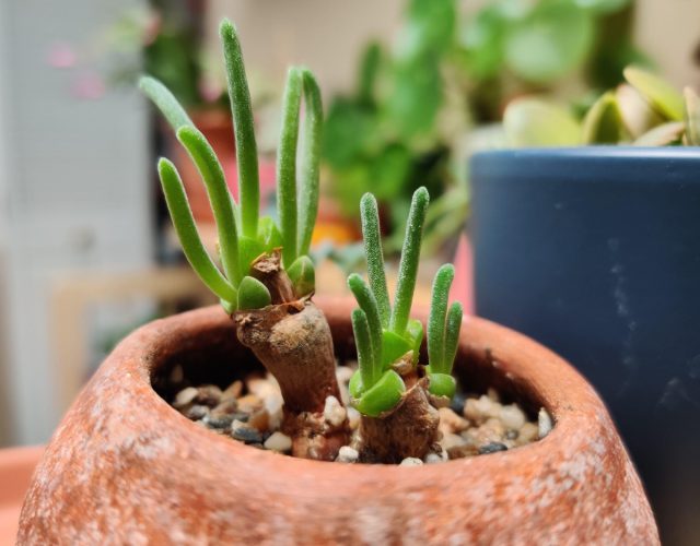 10 необычных комнатных растений с фото и названиями: редкие цветы