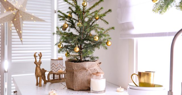 Как сохранить ель в горшке дома: выбор, уход и зимовка