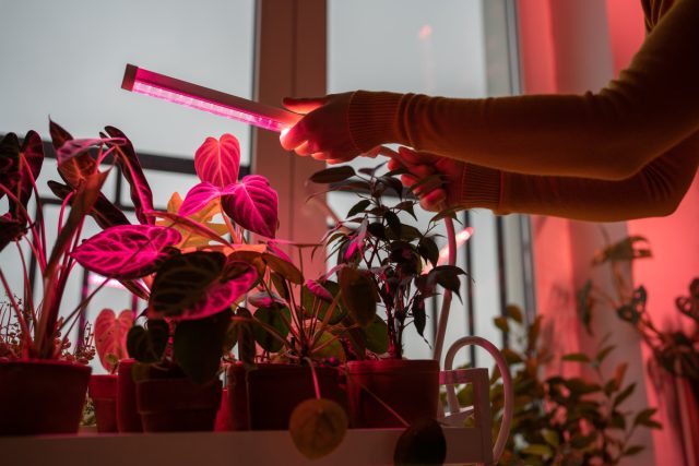 Уход за комнатными растениями зимой: полив, свет и укрытие