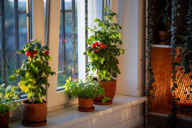 Как вырастить овощи на подоконнике: полное руководство 2025