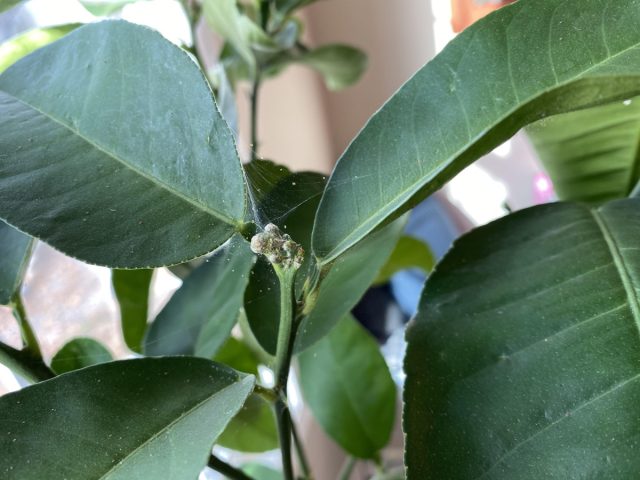 Комнатные растения-вредители: список уязвимых цветов и фото