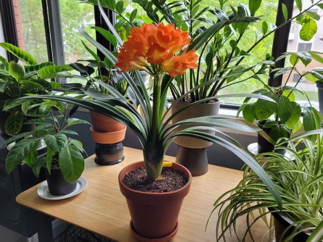 Какие комнатные растения цветут зимой: список с фото и названиями