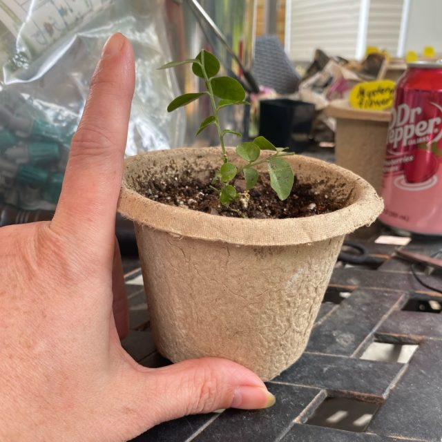 Уход за муррайей дома: посадка, размножение и цветение