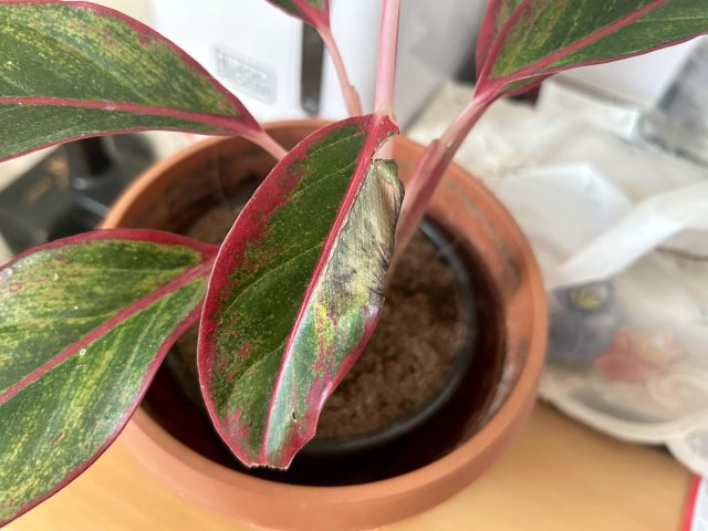 Почему у аглаонемы желтеют листья: диагностика и лечение