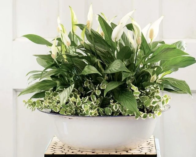 Совместимость комнатных растений: лучшие дуэты для дома