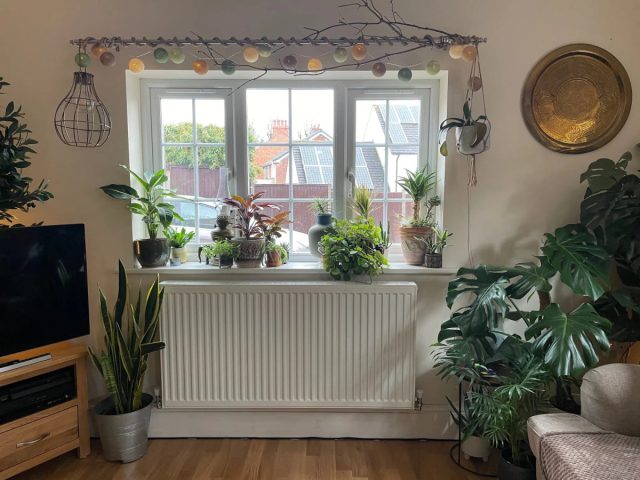 Уход за комнатными растениями зимой: как защитить от батарей