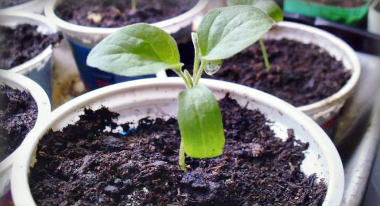 Выращивание маргаритки из семян