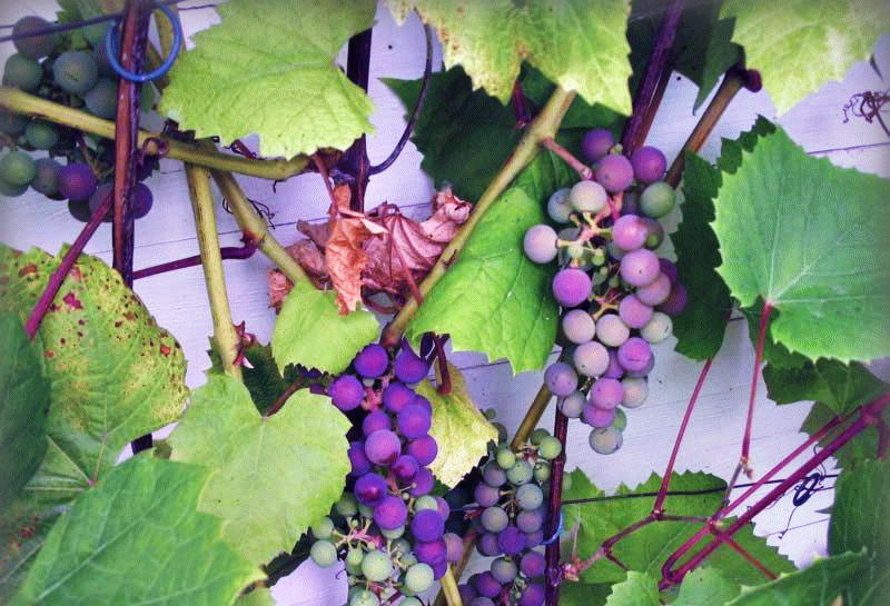 Как правильно садить виноград
