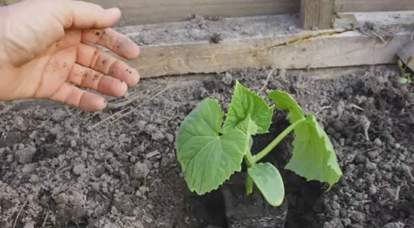 Когда сажать (сеять) кабачки на рассаду по Лунному календарю 2018? Сроки посадки кабачков в открытый грунт рассадой или семенами