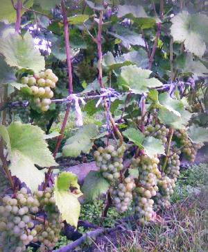 Как ухаживать за виноградом весной