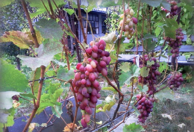 Определение нагрузки куста винограда