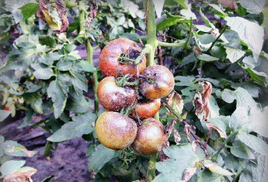 Болезни томатов в открытом грунте