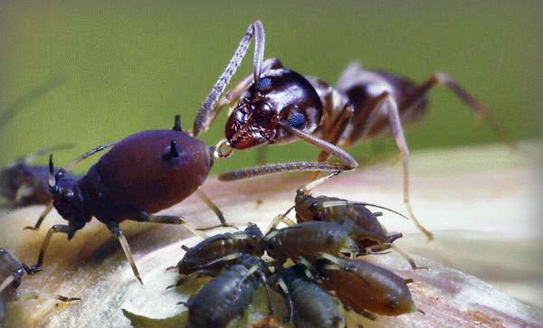 Средства борьбы с муравьями
