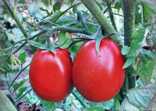 Ранние помидоры без лишних хлопот
