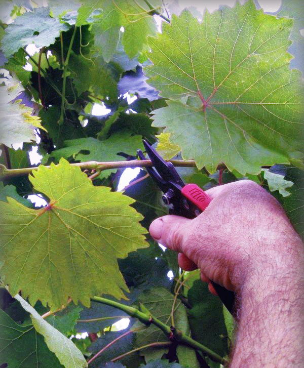 Зеленые операции на винограде