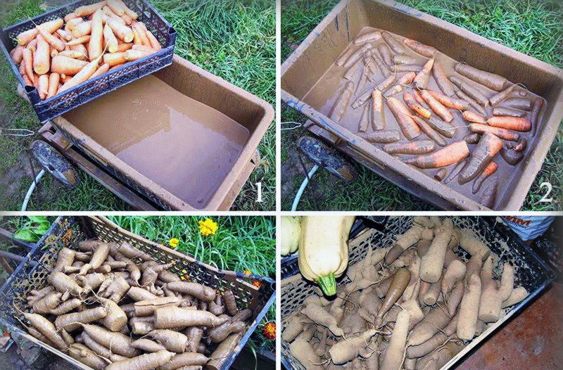 Хранение моркови и других корнеплодов