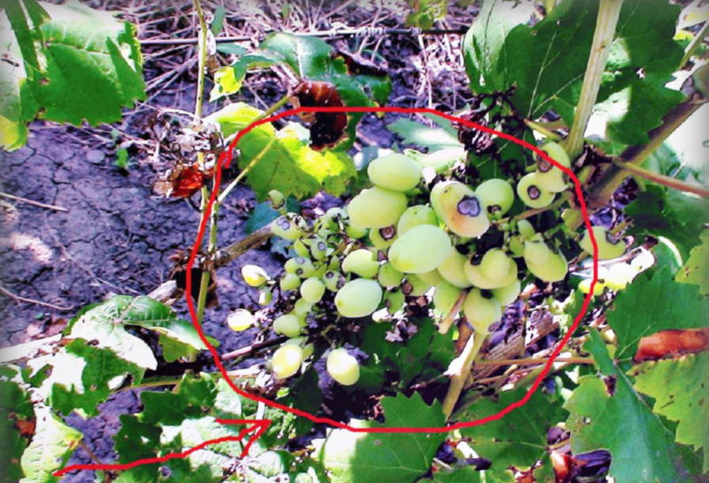 Способы лечения болезней винограда