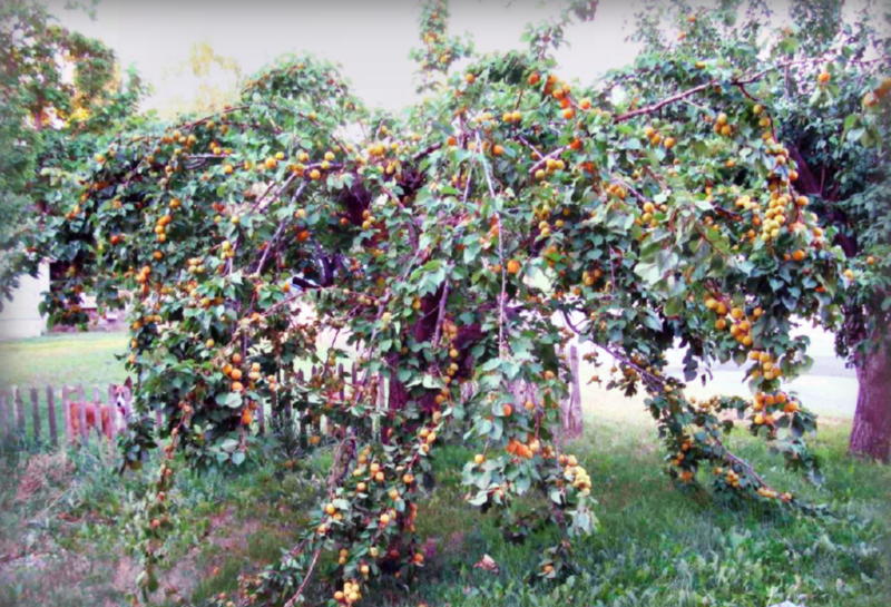 Как вырастить абрикос в Сибири