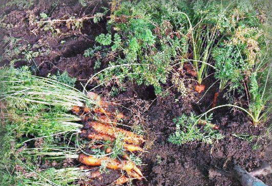 Хранение моркови и других корнеплодов