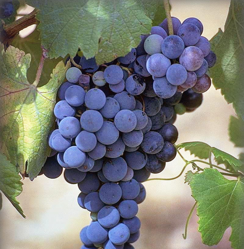 Как выбрать саженцы винограда