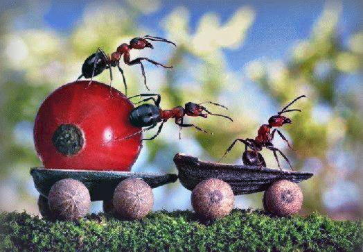 Средства борьбы с муравьями