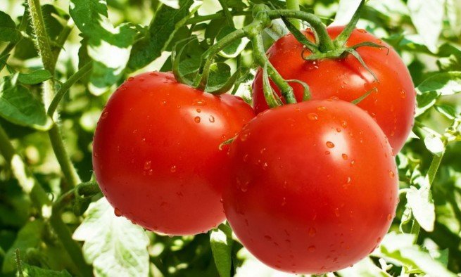 Посадка помидор на рассаду: когда и как сеять (сажать) томаты на рассаду в 2018 году?