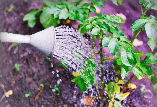 Как поливать растения