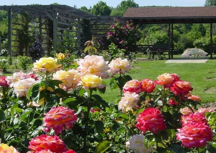 Посадка роз: когда и как сажать розы в открытый грунт весной