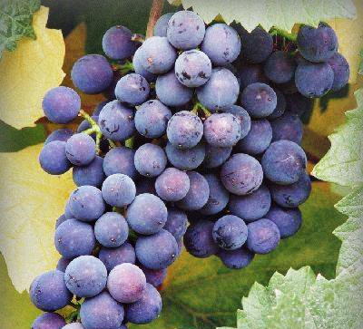 Как правильно садить виноград