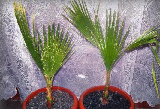 Выращивание пальмы из семян