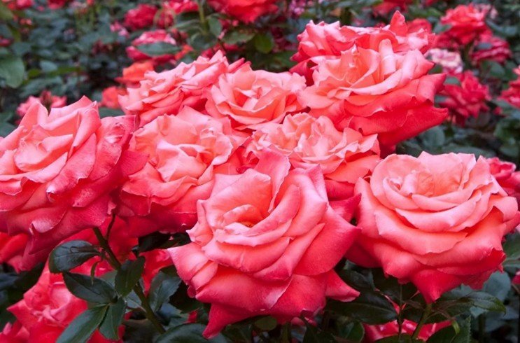 Посадка роз: когда и как сажать розы в открытый грунт весной