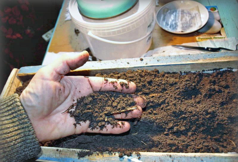 Как обеззаразить почву в теплице