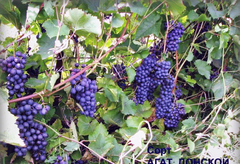 Как выбрать саженцы винограда
