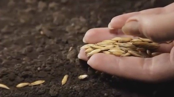 Когда сажать (сеять) кабачки на рассаду по Лунному календарю 2018? Сроки посадки кабачков в открытый грунт рассадой или семенами