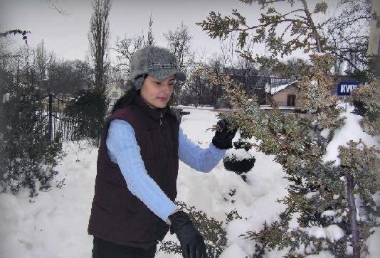 Как правильно укрывать растения снегом