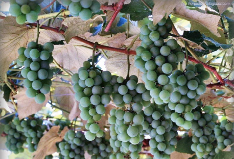 Правила сбора и хранения винограда