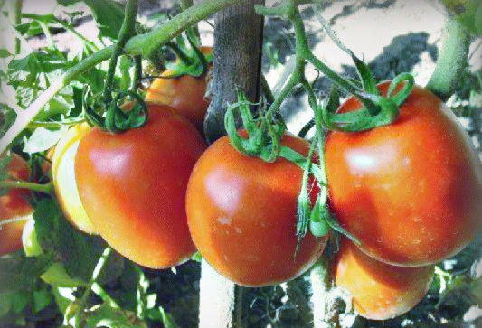 Как выращивать помидоры