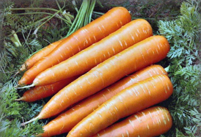Польза моркови