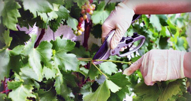 Что такое чеканка винограда