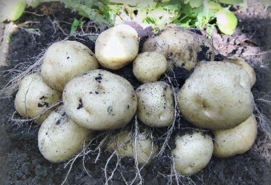 Как вырастить здоровый картофель